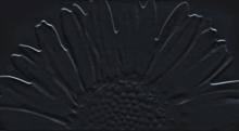 Tubadzin, Color Black&White, Colour Black Декор Sunflower 59,3х32,7